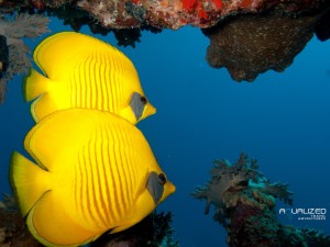 Liveaboard fury shoals