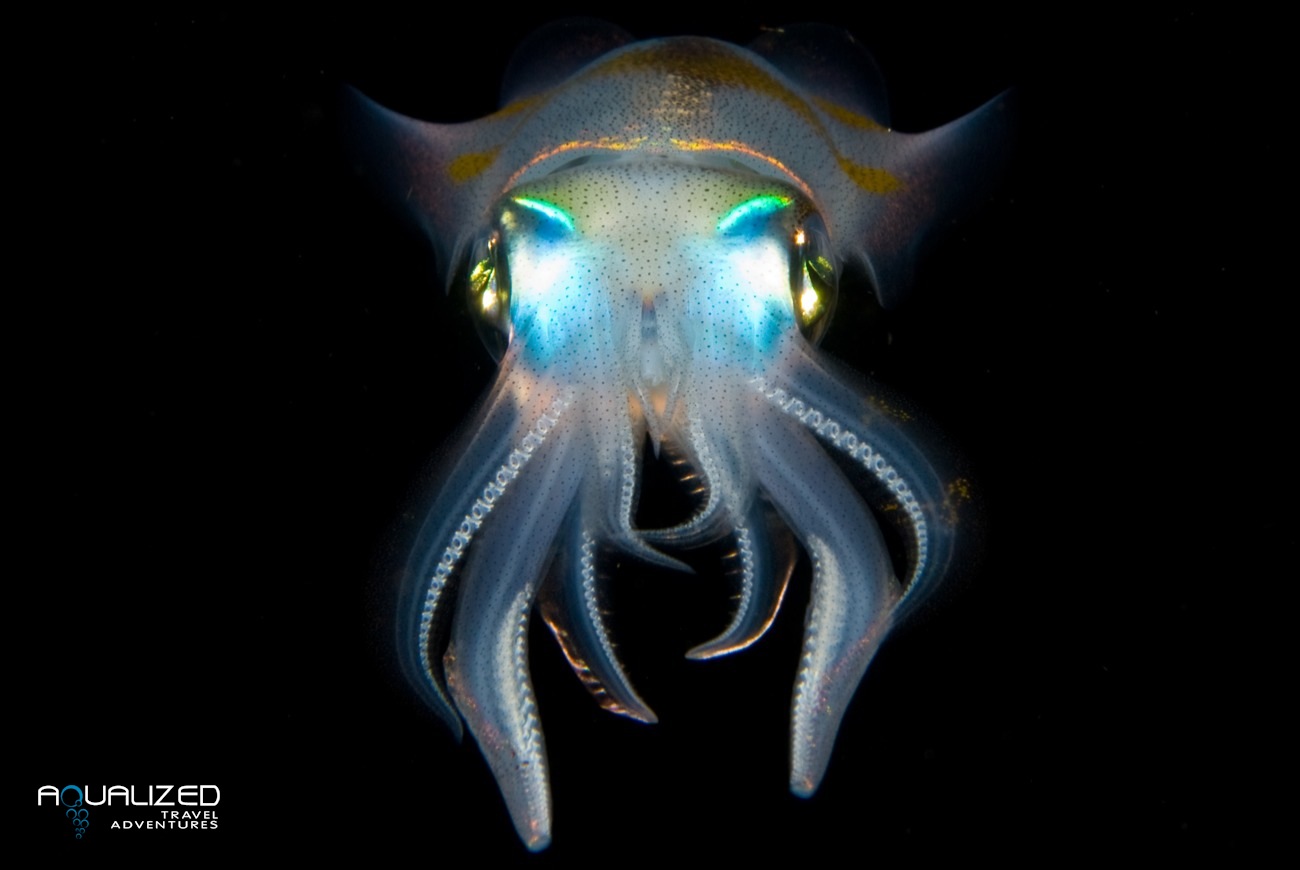 Diving with the weirdest underwater creatures! | Aqualized Dive Adventures