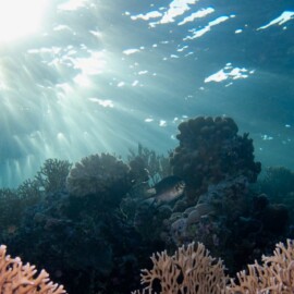coralreef in Red Sea