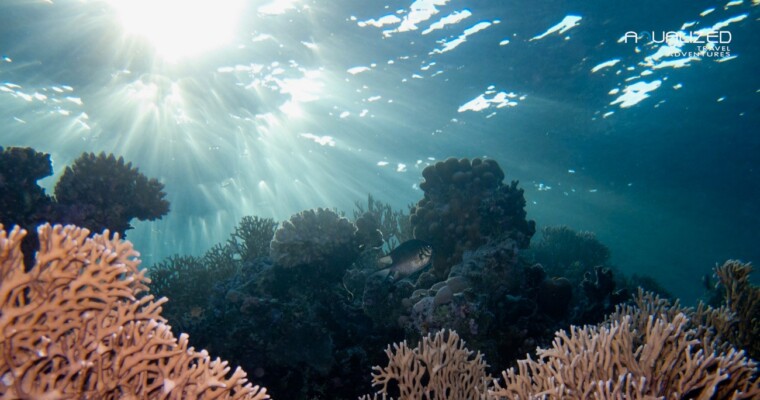 coralreef in Red Sea