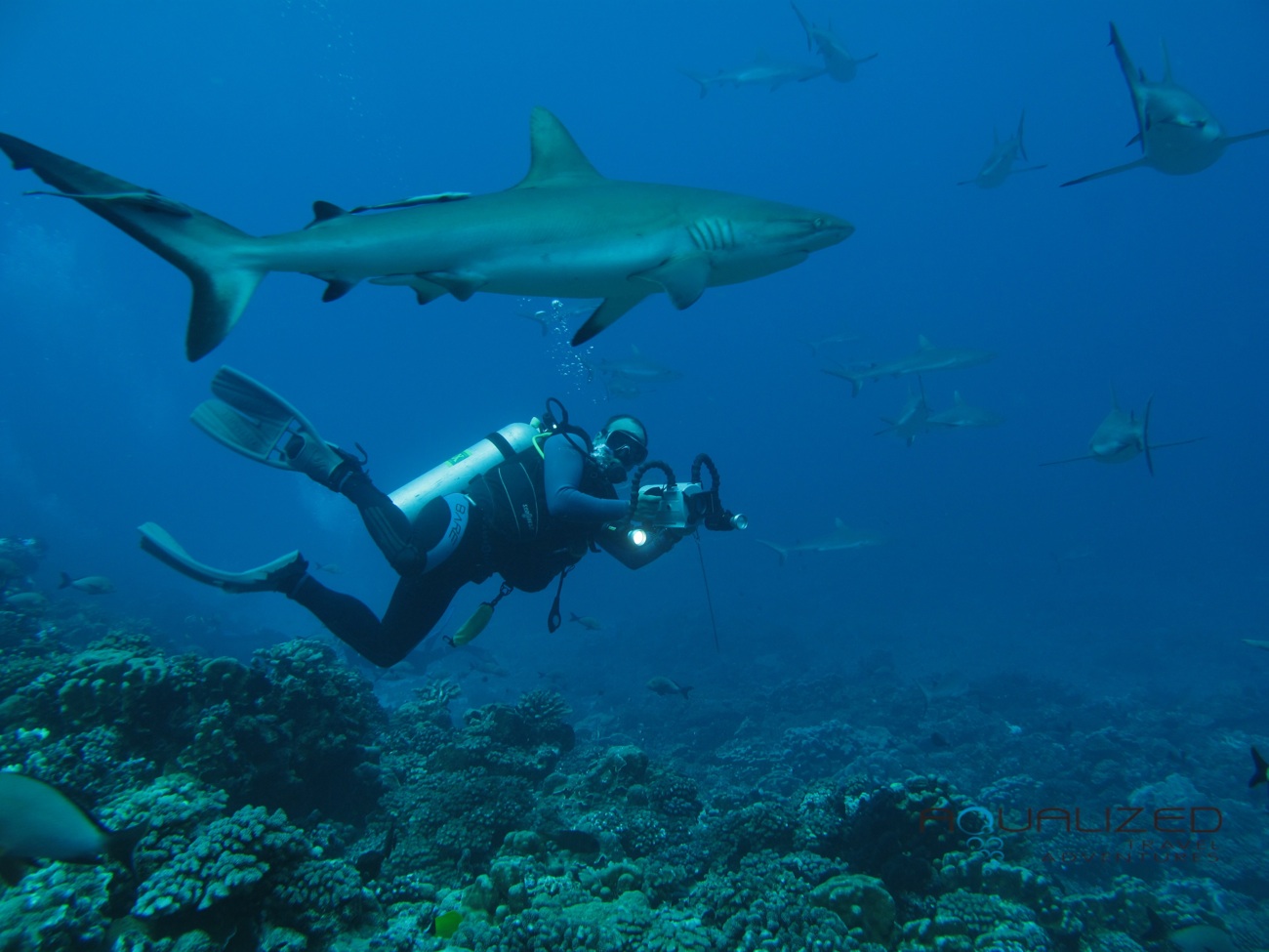 sharks in French Polynesia