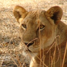 female lion