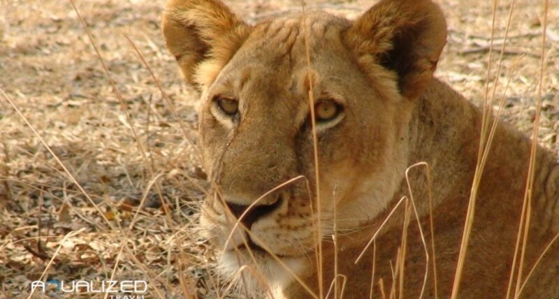 female lion