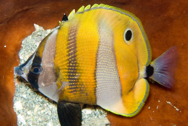 butterfly-fish-eye