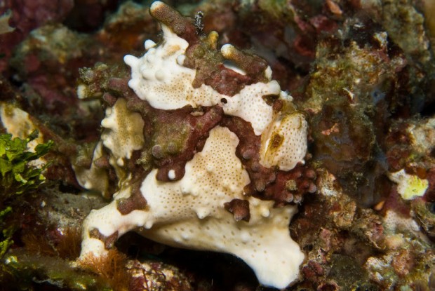 frogfish-color-disguise