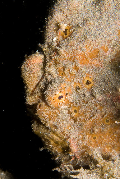 frogfish-eye