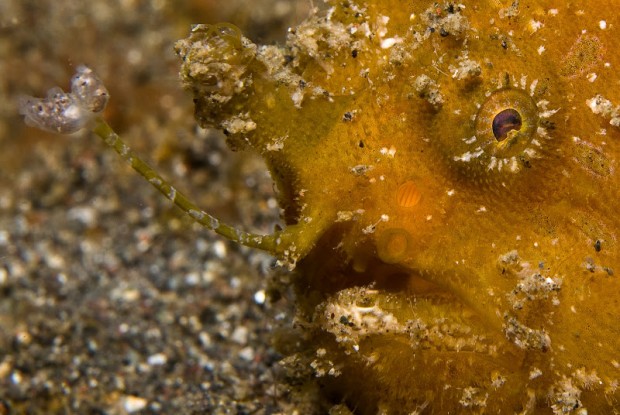 frogfish-eye