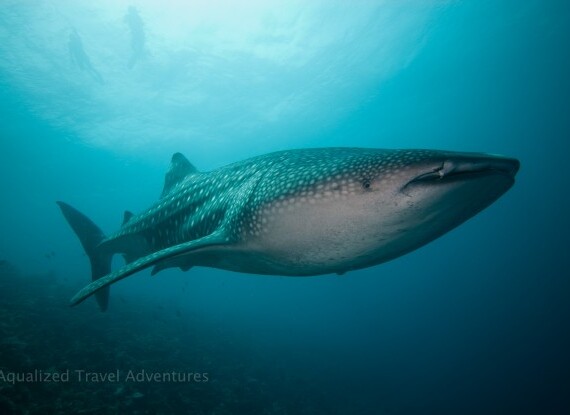 whaleshark/φαλαινοκαρχαρίας