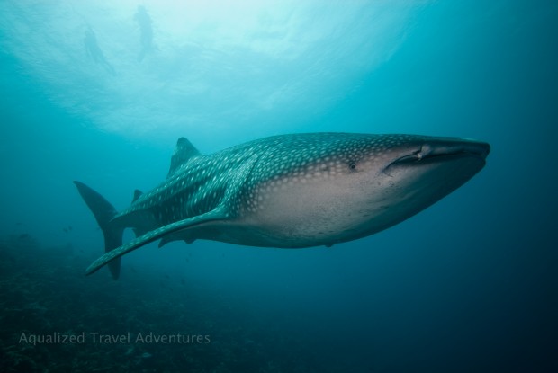whaleshark/φαλαινοκαρχαρίας